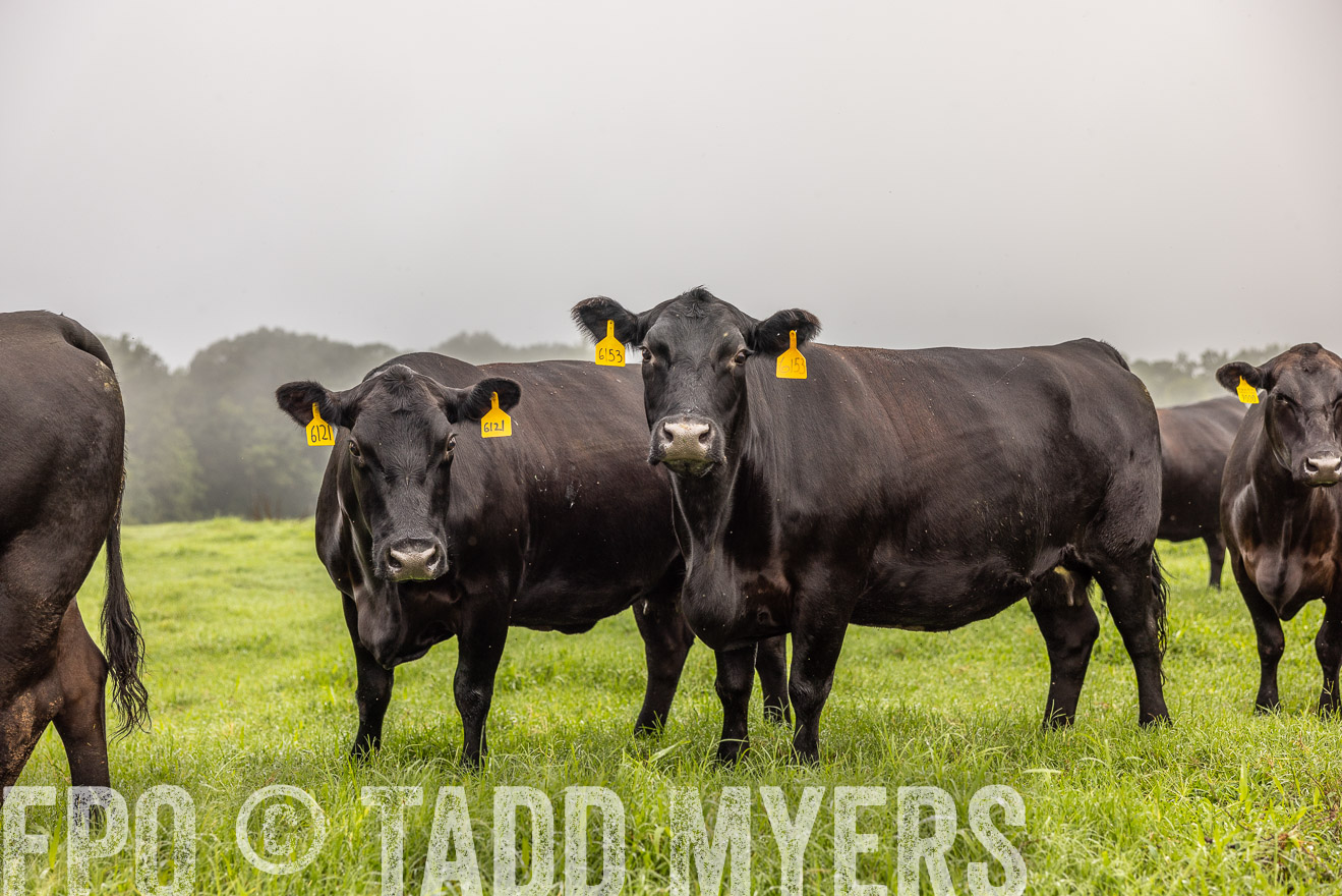 TMyers_PP_SleepyCreekFarm_Forsyth_July2024-515744