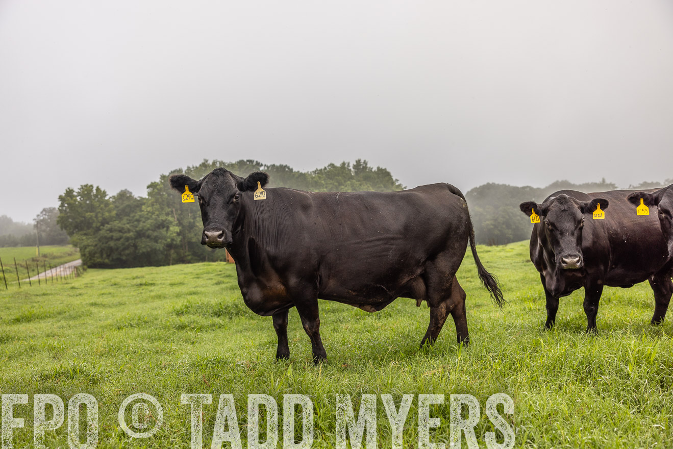 TMyers_PP_SleepyCreekFarm_Forsyth_July2024-515762