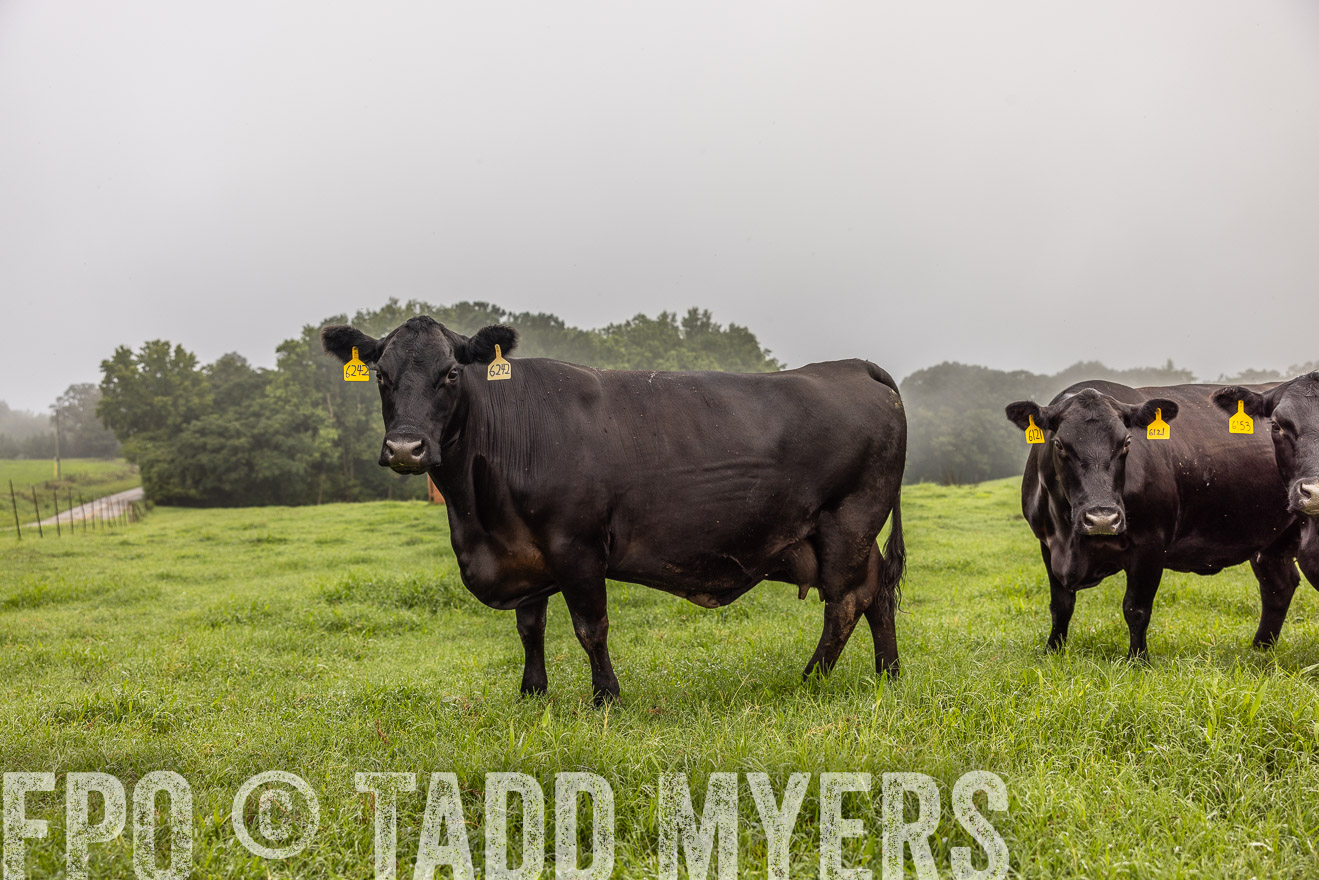TMyers_PP_SleepyCreekFarm_Forsyth_July2024-515767