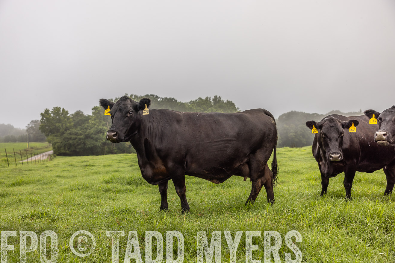 TMyers_PP_SleepyCreekFarm_Forsyth_July2024-515770