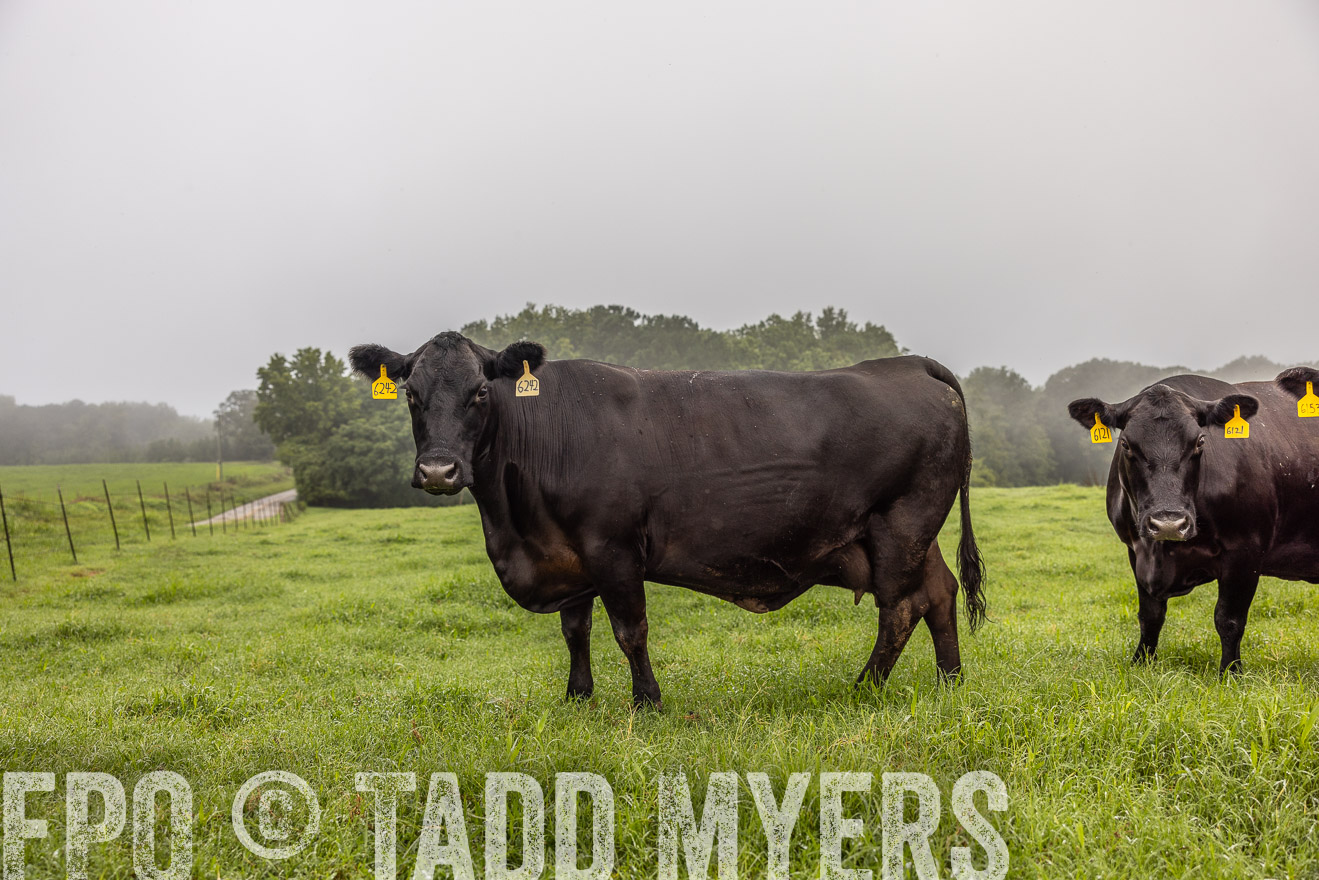 TMyers_PP_SleepyCreekFarm_Forsyth_July2024-515775