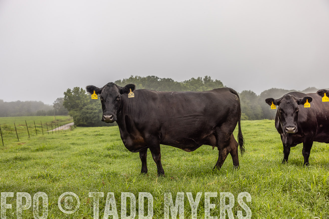 TMyers_PP_SleepyCreekFarm_Forsyth_July2024-515778