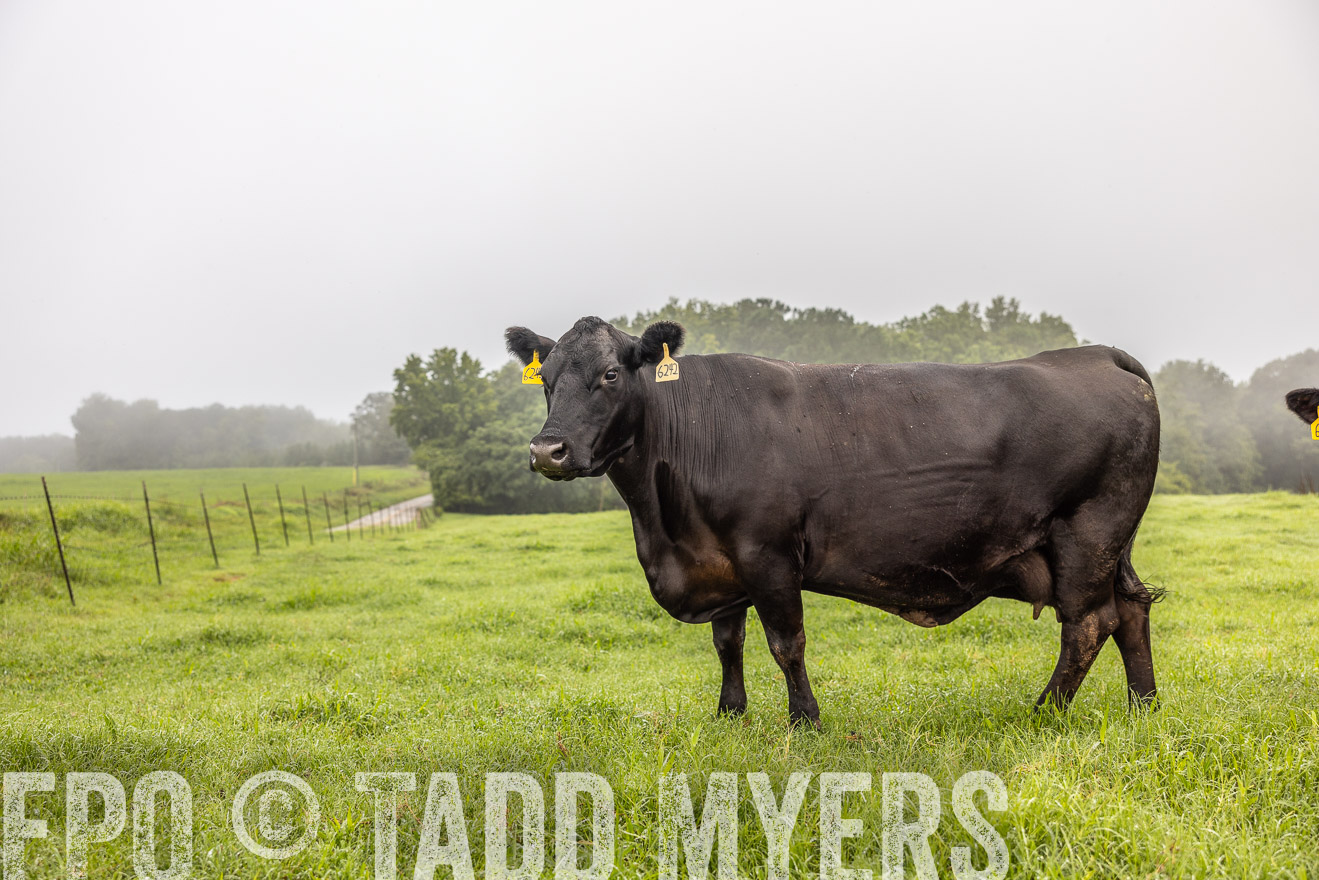 TMyers_PP_SleepyCreekFarm_Forsyth_July2024-515783
