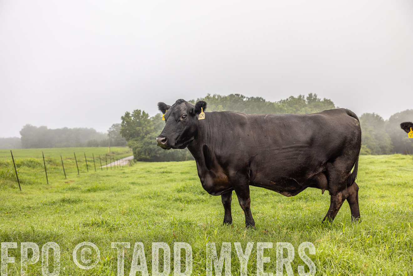 TMyers_PP_SleepyCreekFarm_Forsyth_July2024-515785