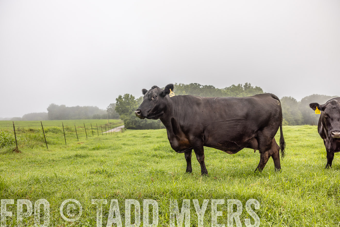 TMyers_PP_SleepyCreekFarm_Forsyth_July2024-515790