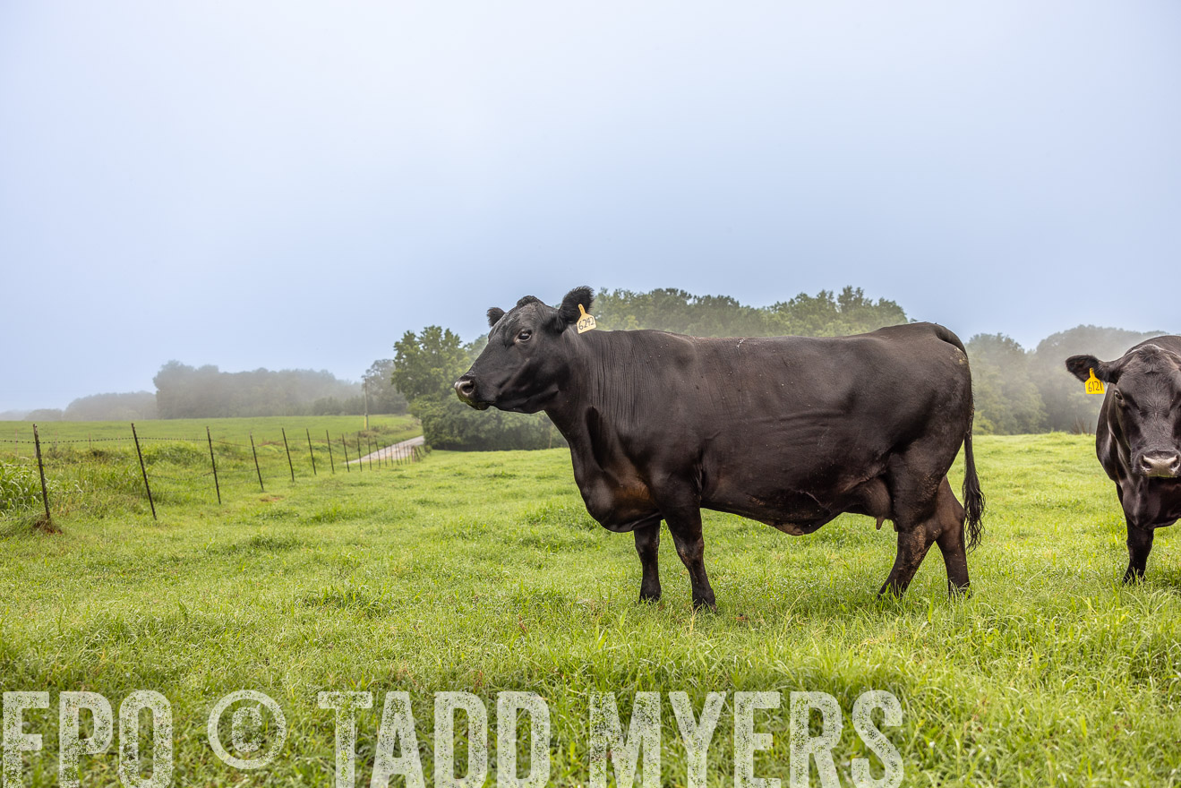 TMyers_PP_SleepyCreekFarm_Forsyth_July2024-515795