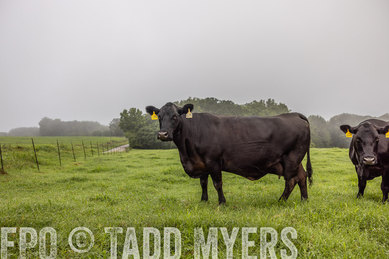 TMyers_PP_SleepyCreekFarm_Forsyth_July2024-515797