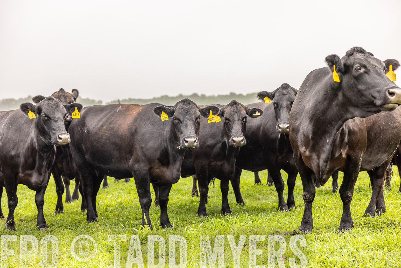 TMyers_PP_SleepyCreekFarm_Forsyth_July2024-515816