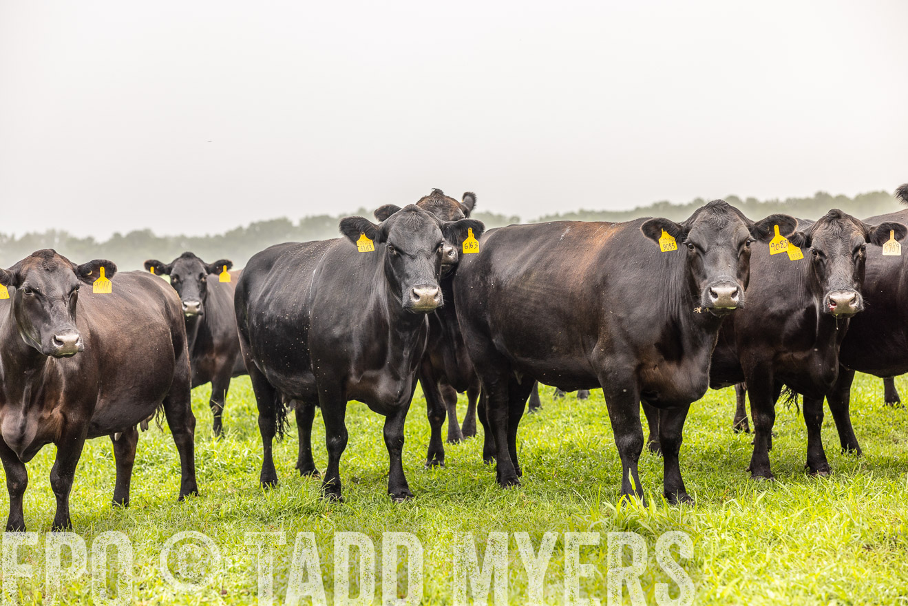 TMyers_PP_SleepyCreekFarm_Forsyth_July2024-515819