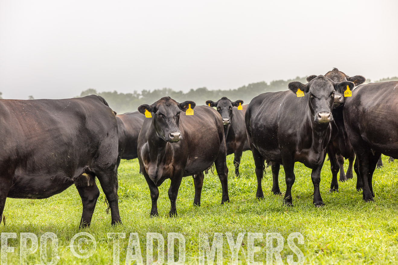 TMyers_PP_SleepyCreekFarm_Forsyth_July2024-515825