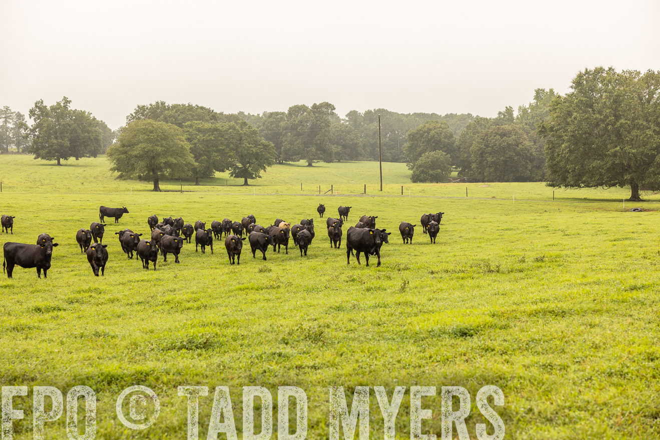 TMyers_PP_SleepyCreekFarm_Forsyth_July2024-515837