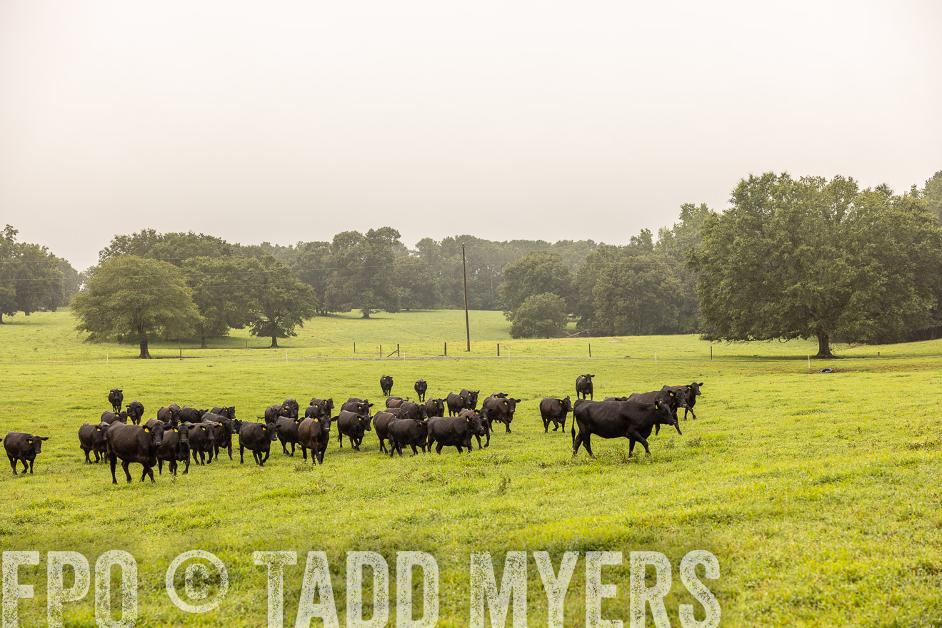 TMyers_PP_SleepyCreekFarm_Forsyth_July2024-515847