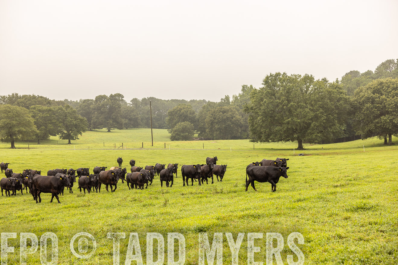 TMyers_PP_SleepyCreekFarm_Forsyth_July2024-515868