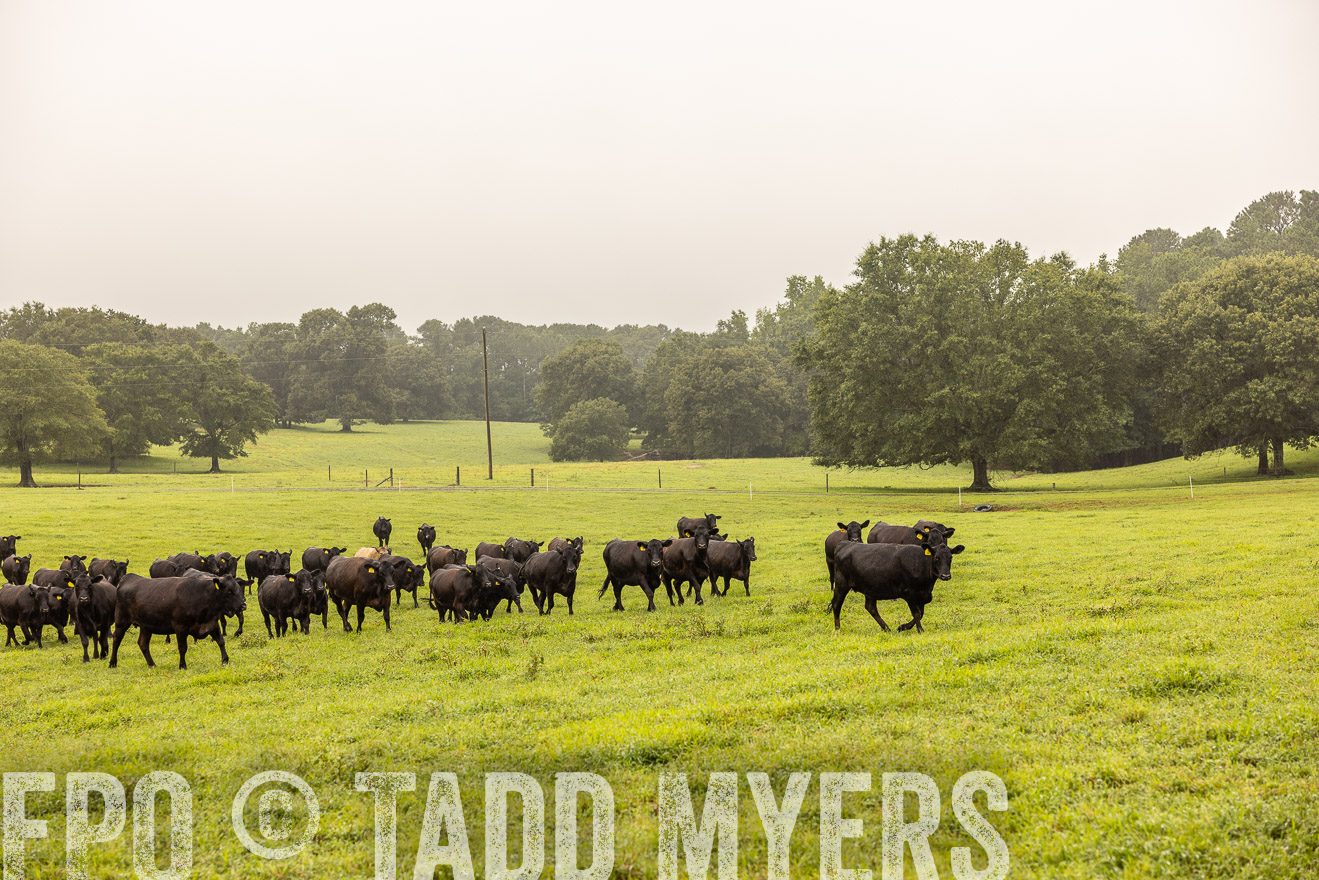 TMyers_PP_SleepyCreekFarm_Forsyth_July2024-515873