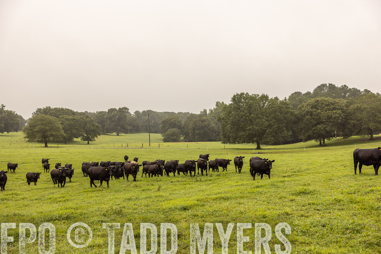 TMyers_PP_SleepyCreekFarm_Forsyth_July2024-515884
