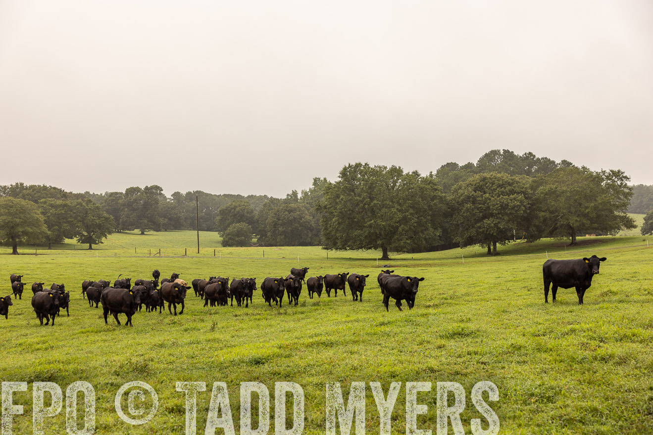 TMyers_PP_SleepyCreekFarm_Forsyth_July2024-515887