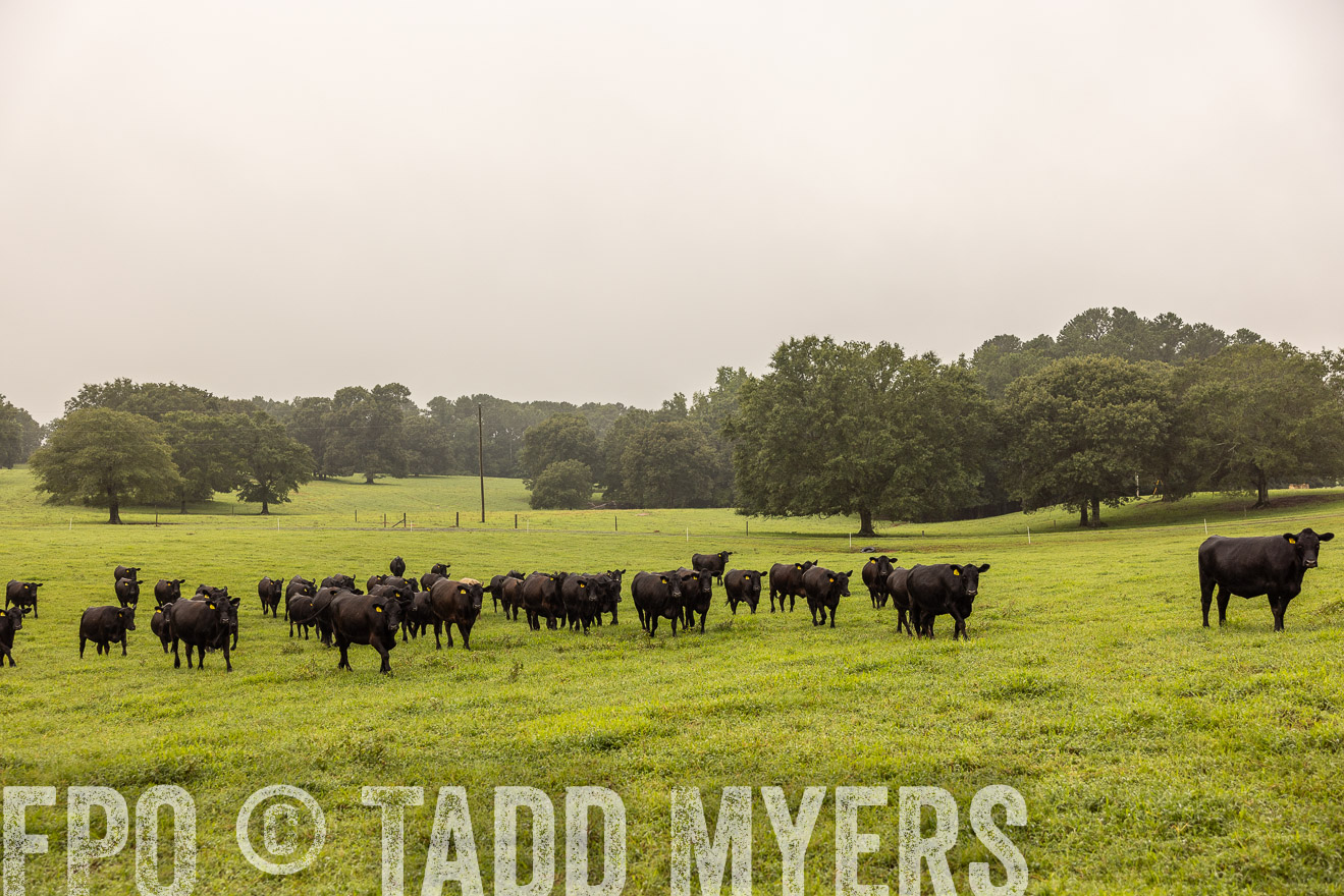 TMyers_PP_SleepyCreekFarm_Forsyth_July2024-515893
