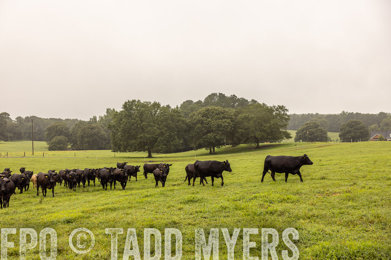 TMyers_PP_SleepyCreekFarm_Forsyth_July2024-515912