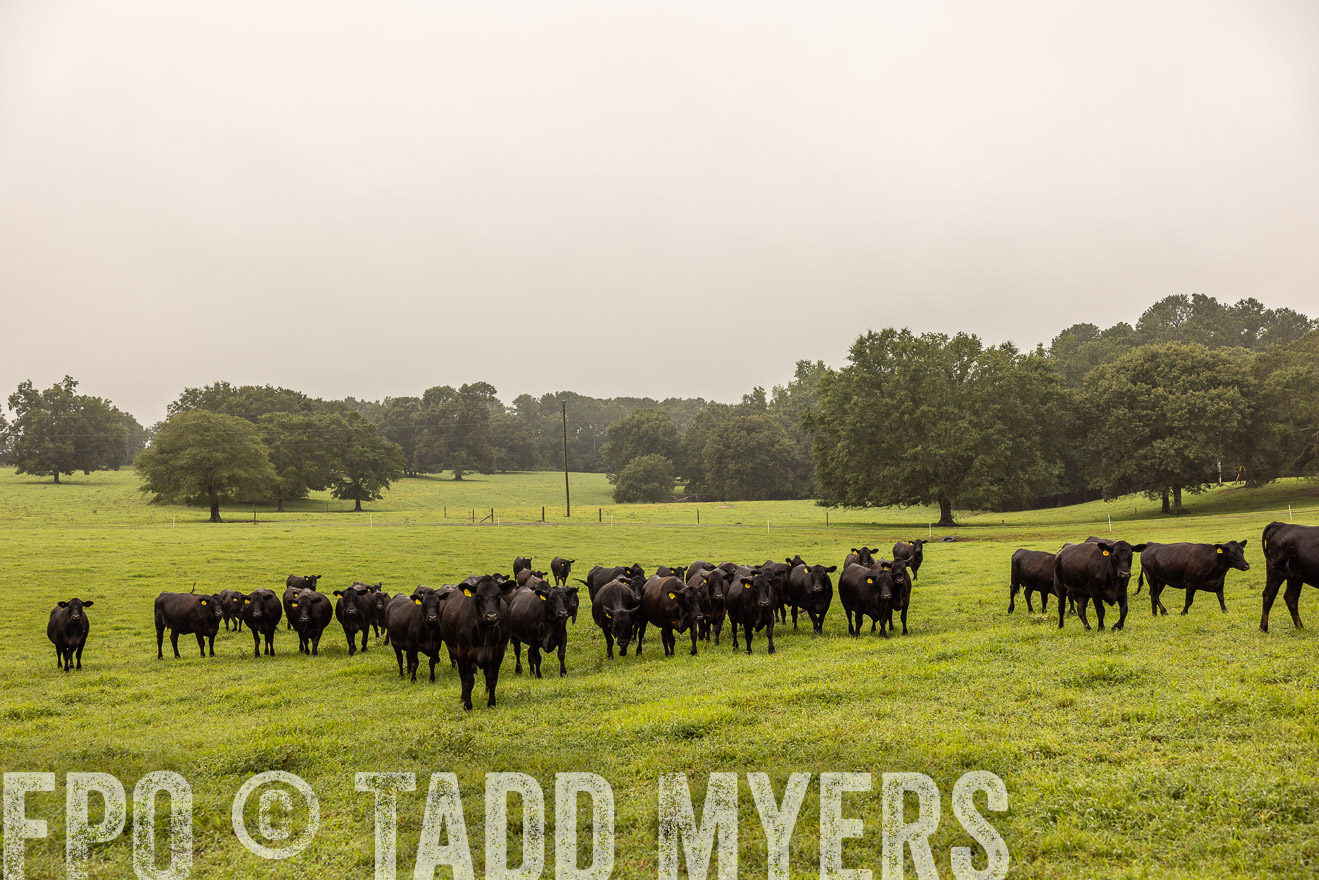 TMyers_PP_SleepyCreekFarm_Forsyth_July2024-515936