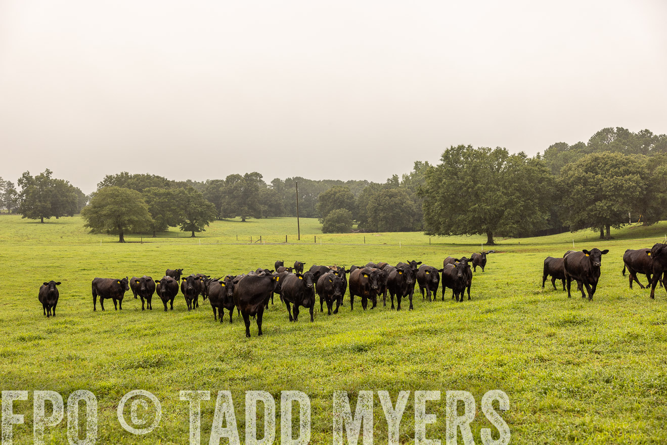 TMyers_PP_SleepyCreekFarm_Forsyth_July2024-515944
