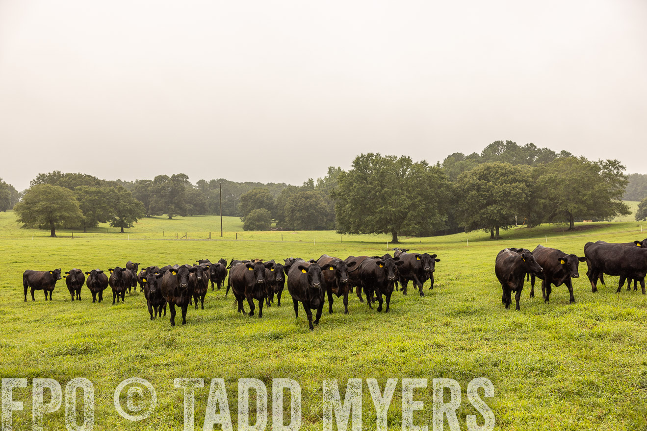 TMyers_PP_SleepyCreekFarm_Forsyth_July2024-515954
