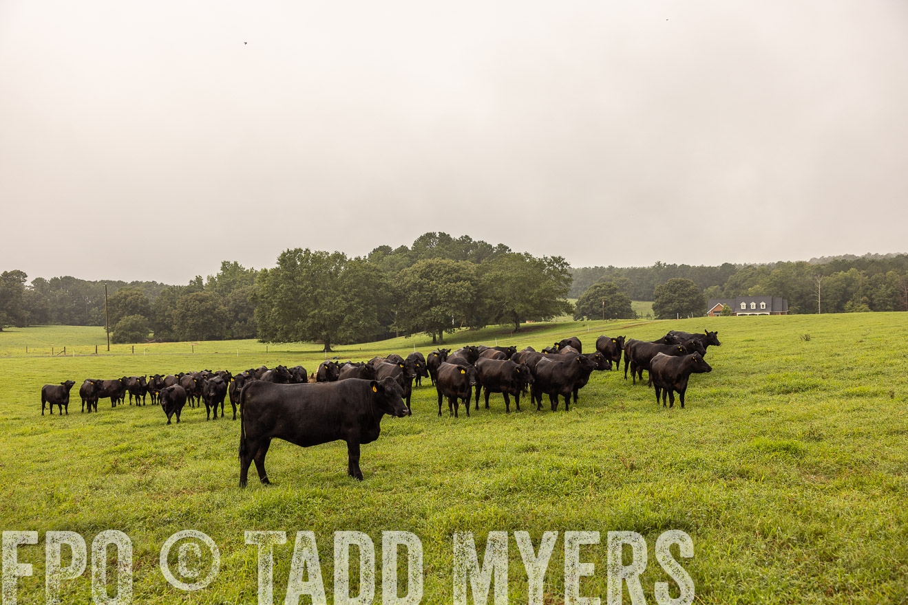 TMyers_PP_SleepyCreekFarm_Forsyth_July2024-515990