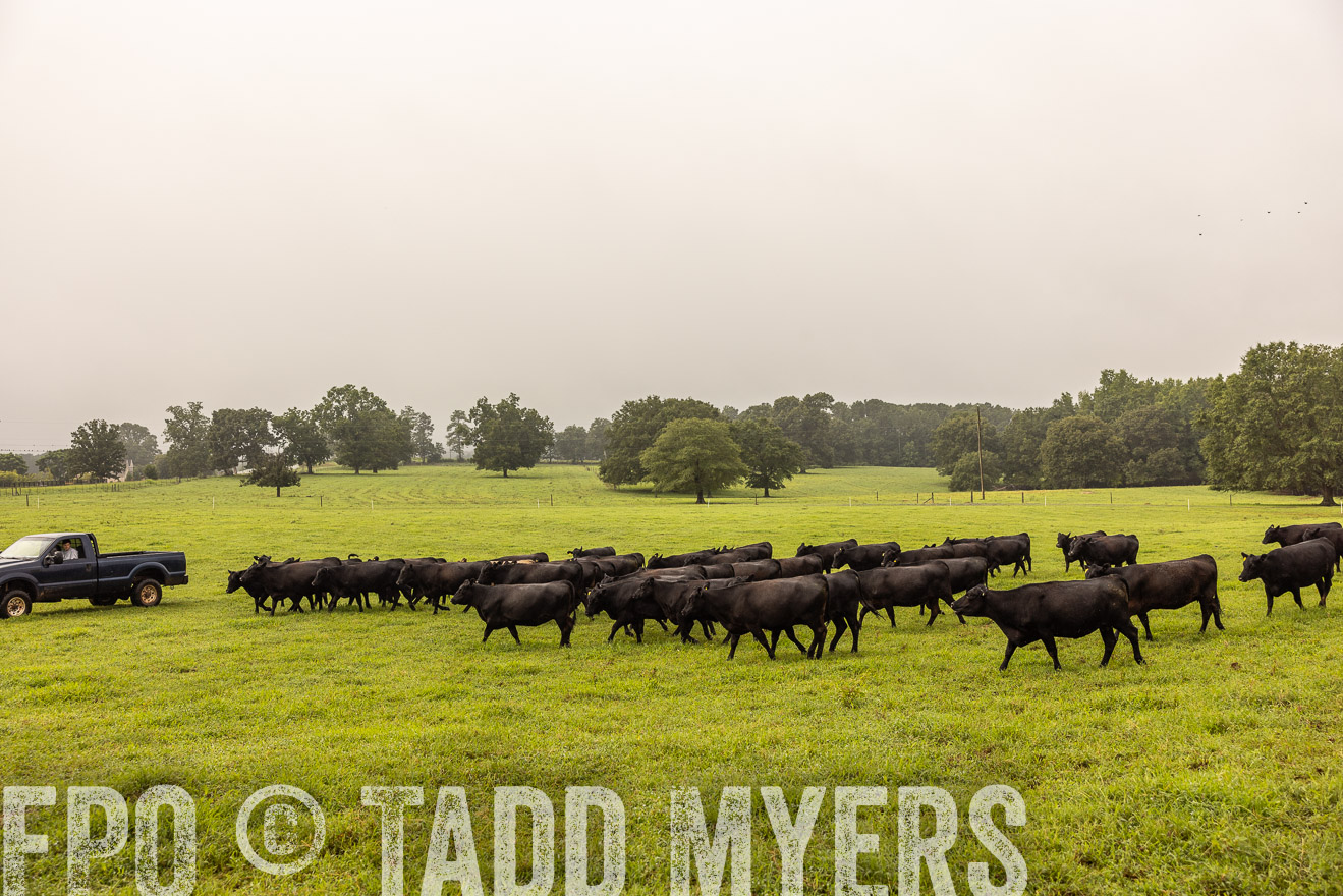 TMyers_PP_SleepyCreekFarm_Forsyth_July2024-516003