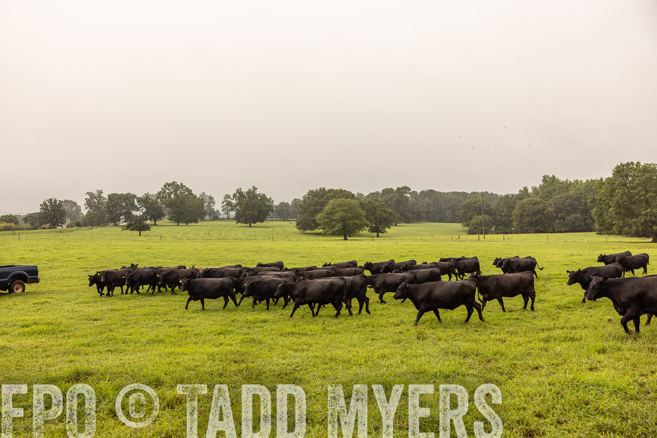 TMyers_PP_SleepyCreekFarm_Forsyth_July2024-516012
