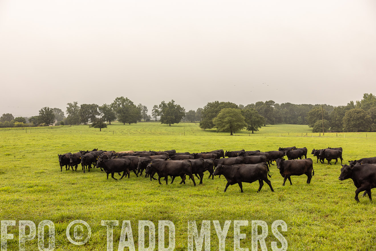 TMyers_PP_SleepyCreekFarm_Forsyth_July2024-516019
