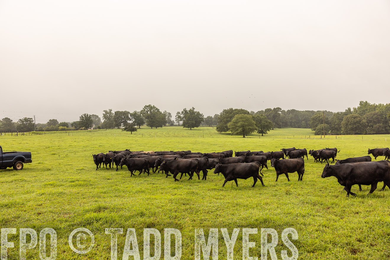 TMyers_PP_SleepyCreekFarm_Forsyth_July2024-516021