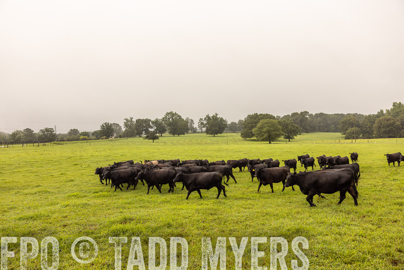TMyers_PP_SleepyCreekFarm_Forsyth_July2024-516031