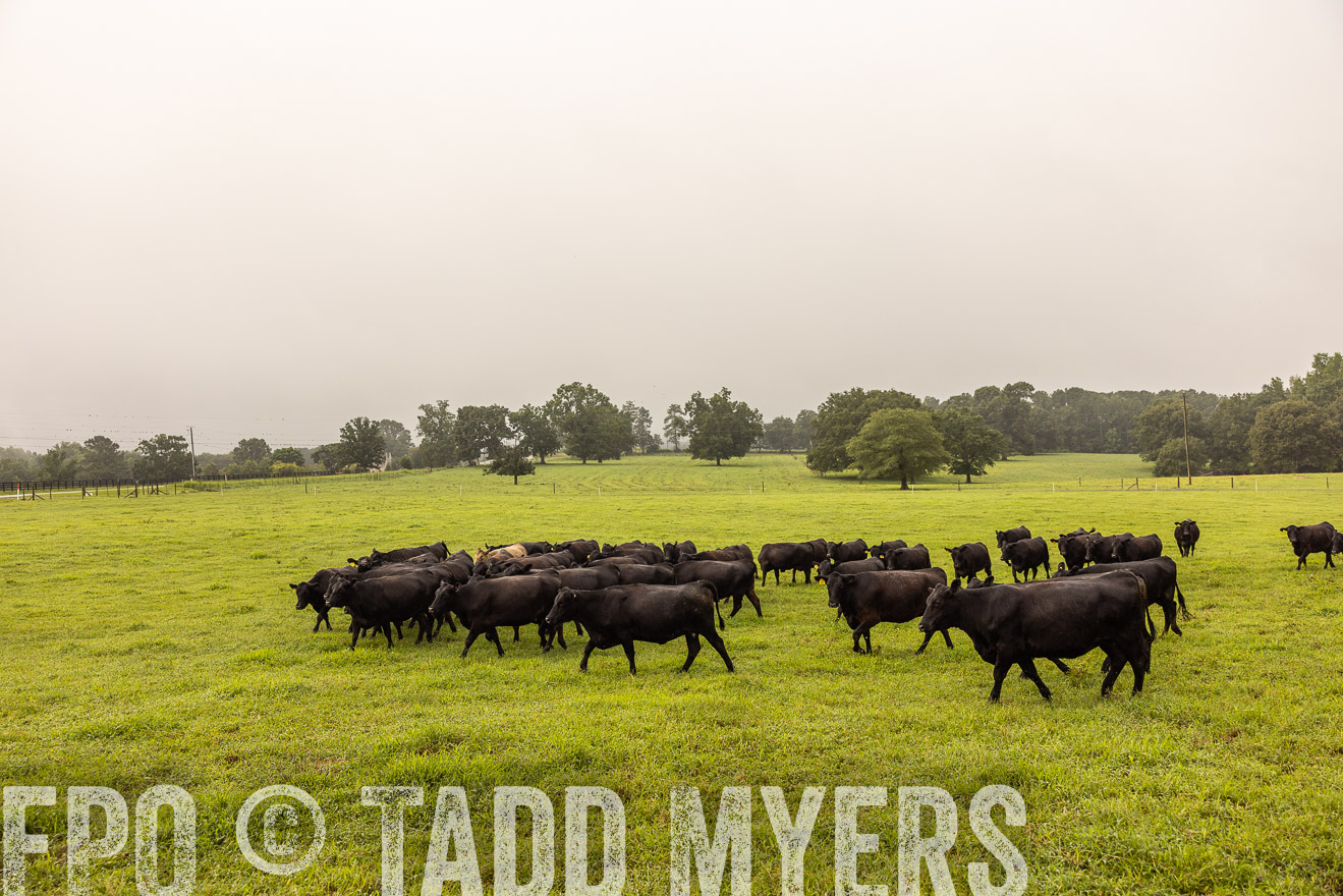 TMyers_PP_SleepyCreekFarm_Forsyth_July2024-516035
