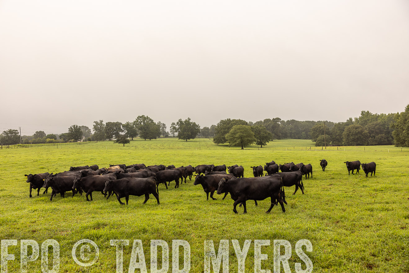 TMyers_PP_SleepyCreekFarm_Forsyth_July2024-516041