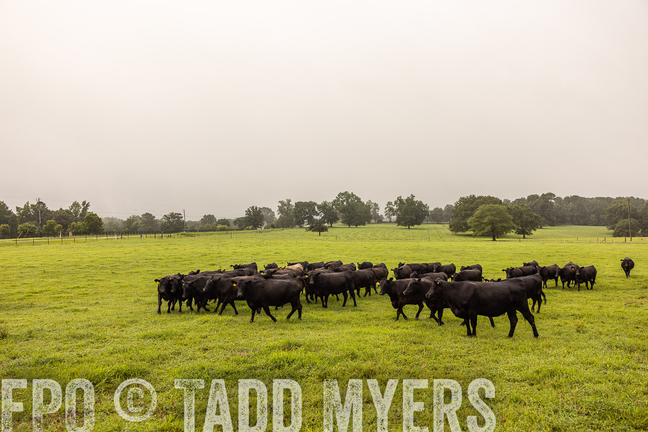 TMyers_PP_SleepyCreekFarm_Forsyth_July2024-516048