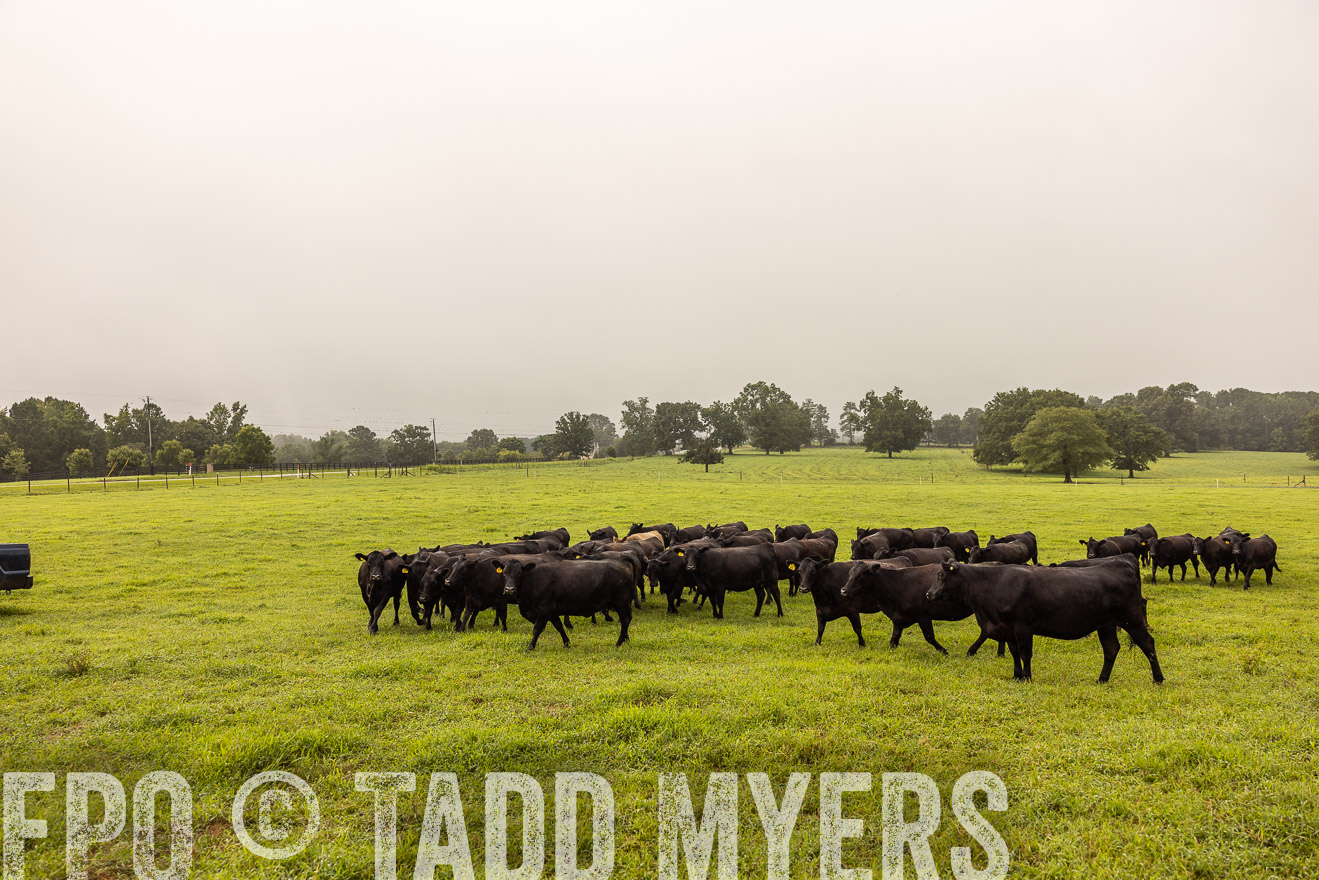 TMyers_PP_SleepyCreekFarm_Forsyth_July2024-516052