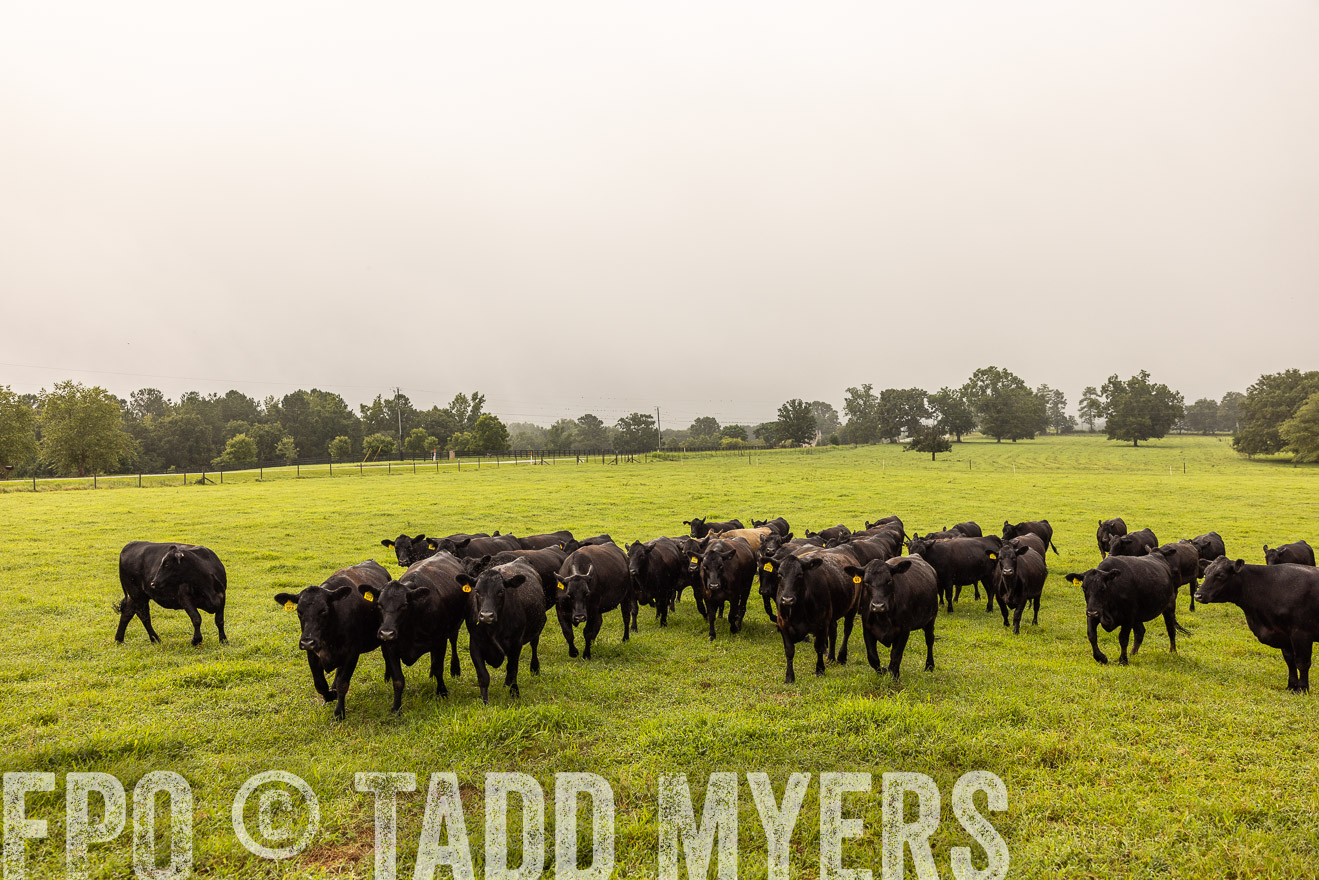 TMyers_PP_SleepyCreekFarm_Forsyth_July2024-516073