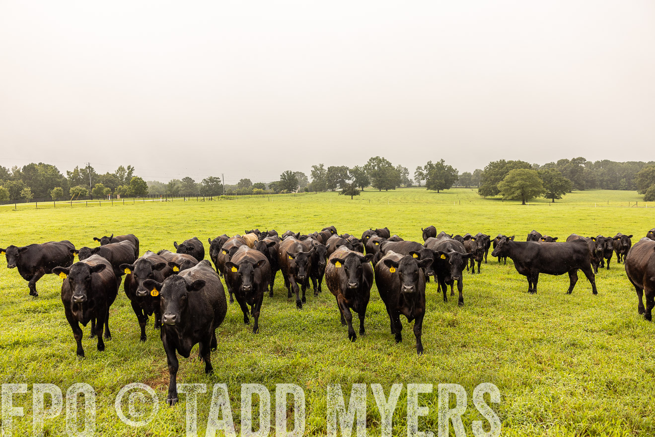 TMyers_PP_SleepyCreekFarm_Forsyth_July2024-516088