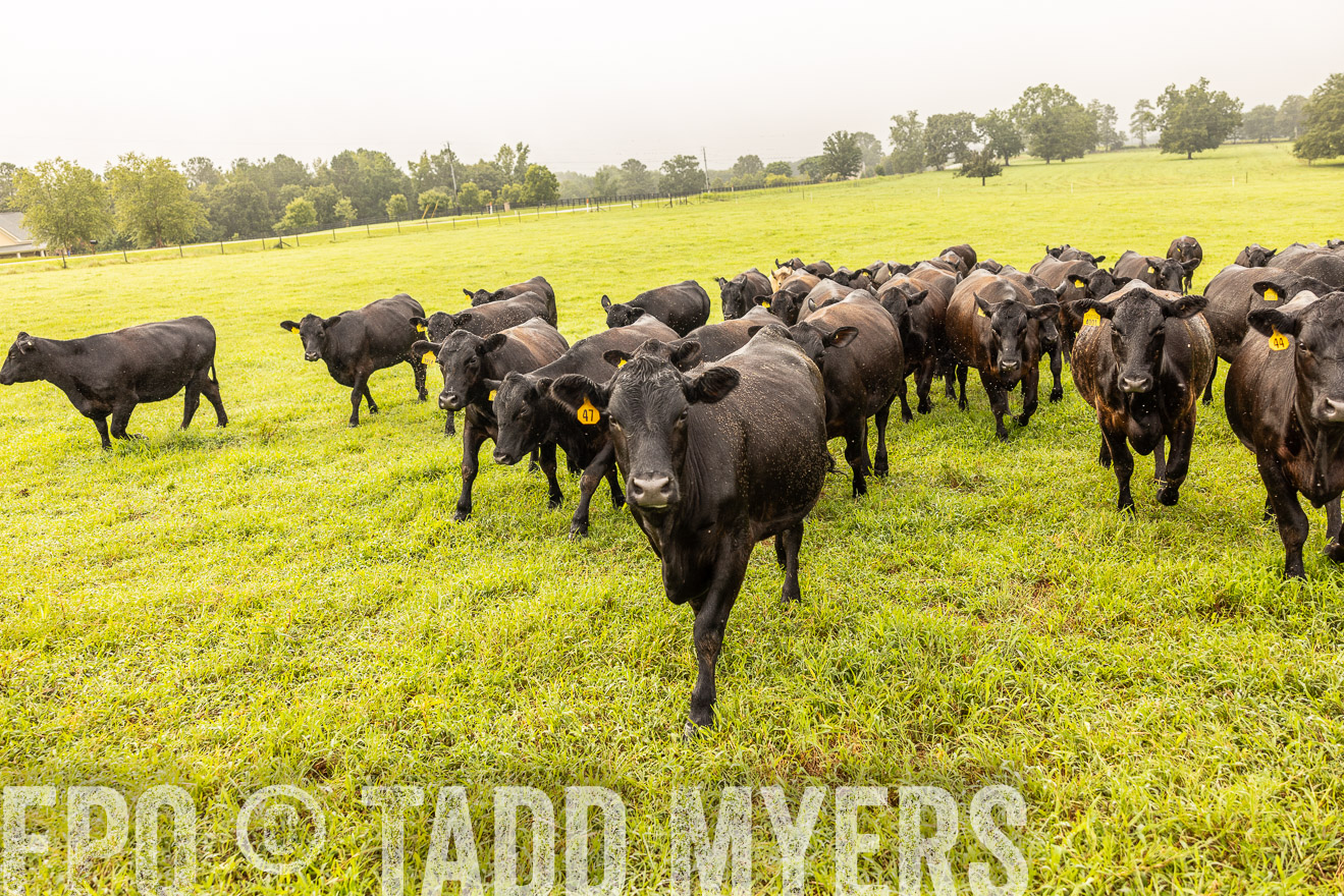 TMyers_PP_SleepyCreekFarm_Forsyth_July2024-516093