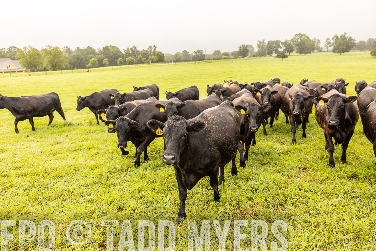 TMyers_PP_SleepyCreekFarm_Forsyth_July2024-516095