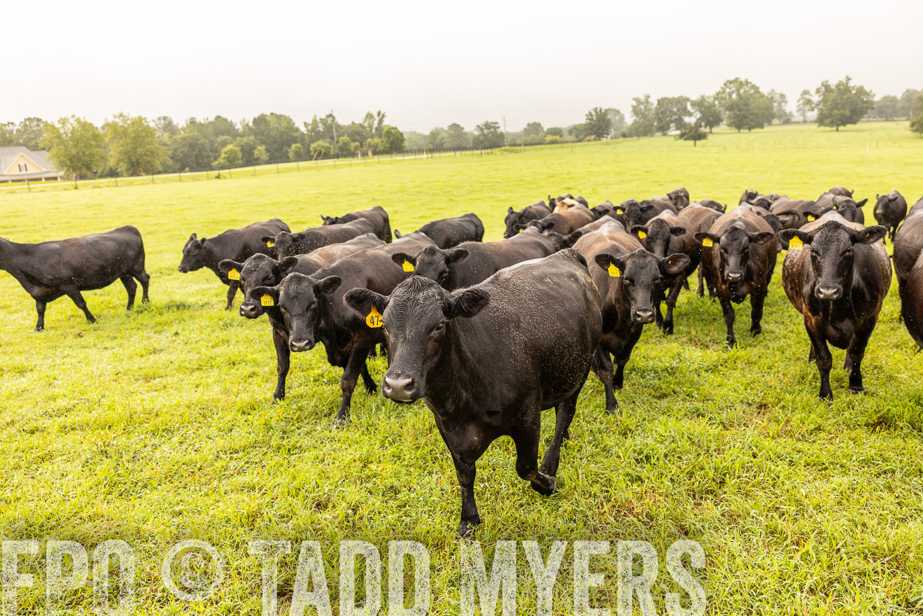 TMyers_PP_SleepyCreekFarm_Forsyth_July2024-516098