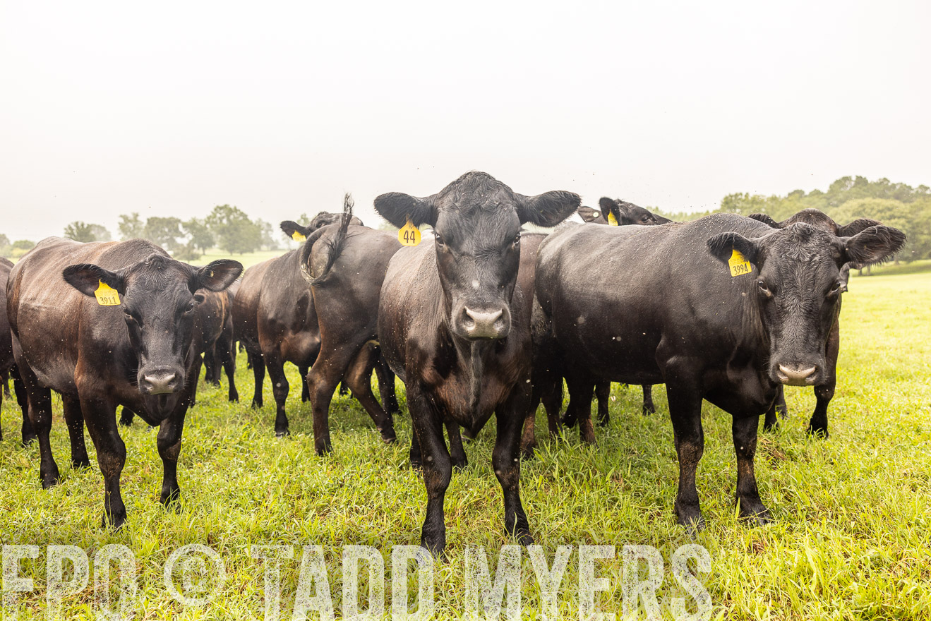 TMyers_PP_SleepyCreekFarm_Forsyth_July2024-516116