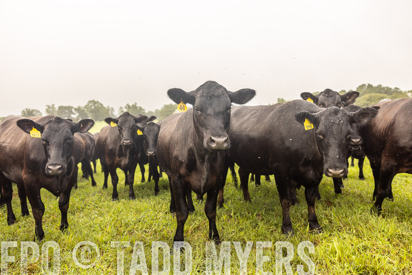 TMyers_PP_SleepyCreekFarm_Forsyth_July2024-516122