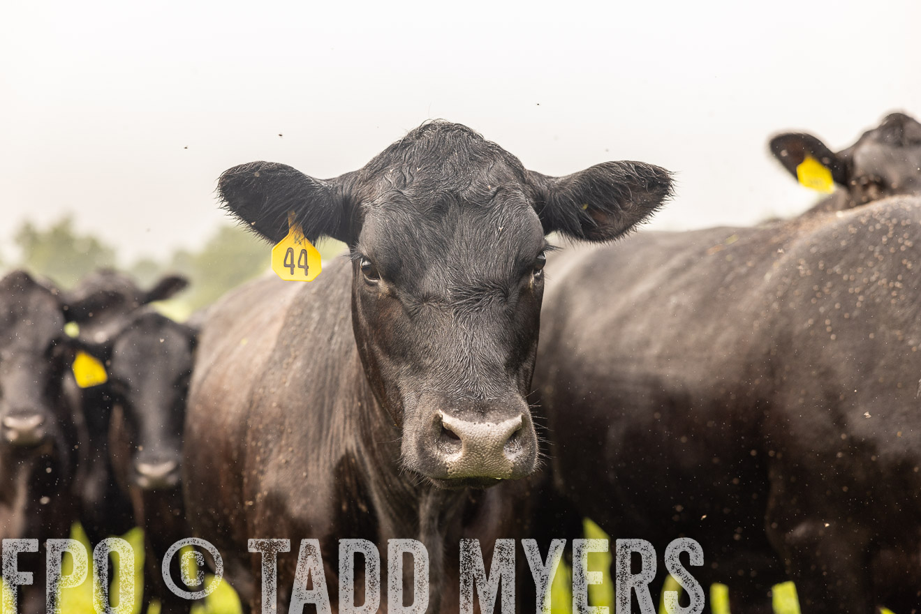 TMyers_PP_SleepyCreekFarm_Forsyth_July2024-516128