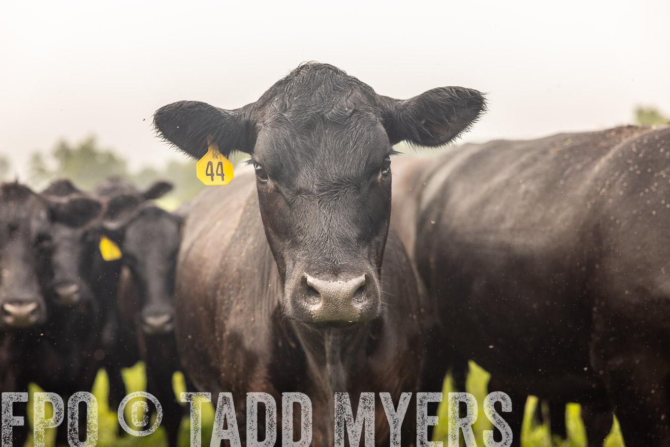 TMyers_PP_SleepyCreekFarm_Forsyth_July2024-516137