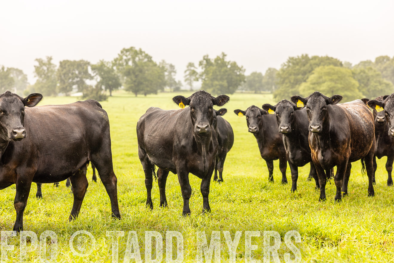 TMyers_PP_SleepyCreekFarm_Forsyth_July2024-516143