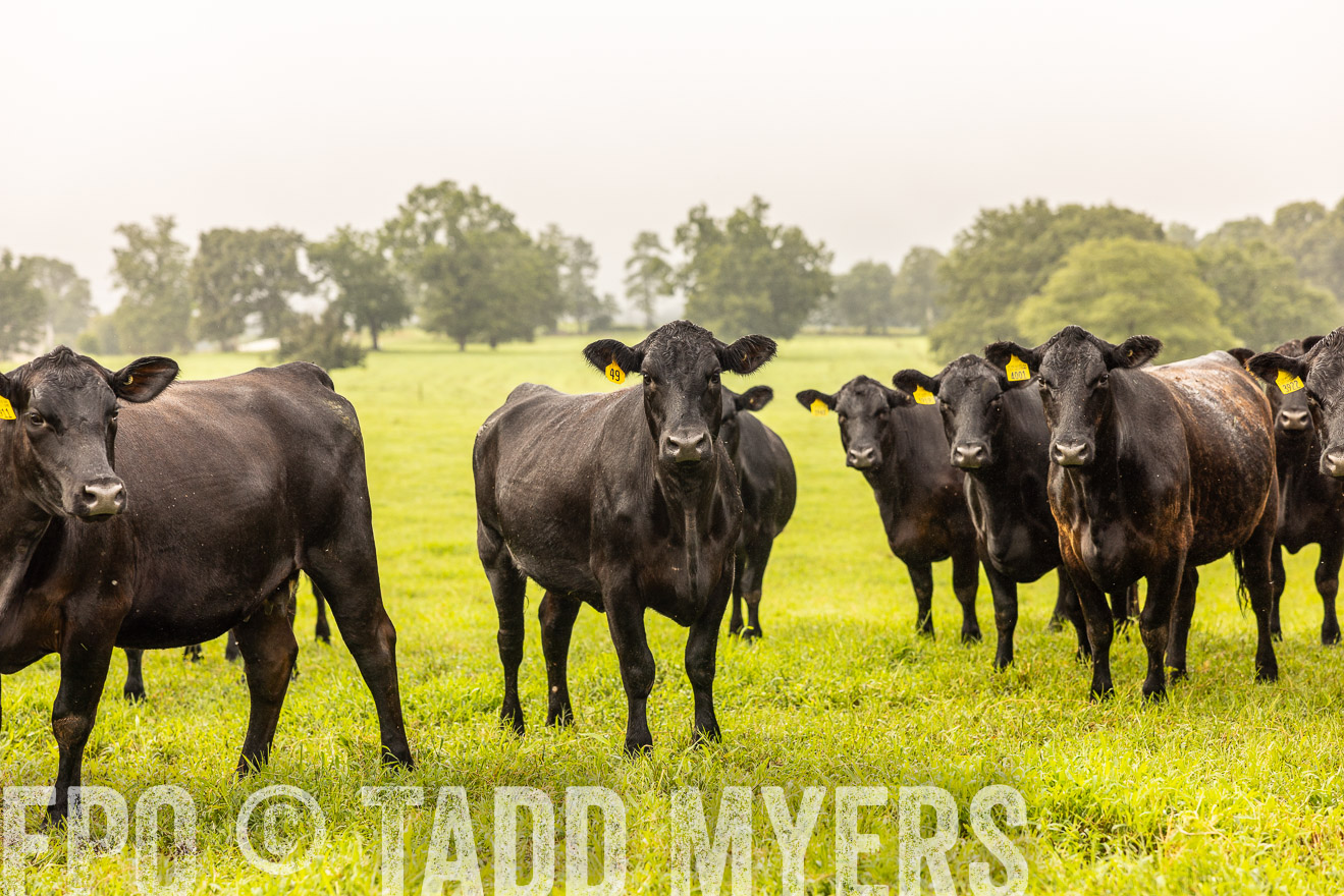 TMyers_PP_SleepyCreekFarm_Forsyth_July2024-516146