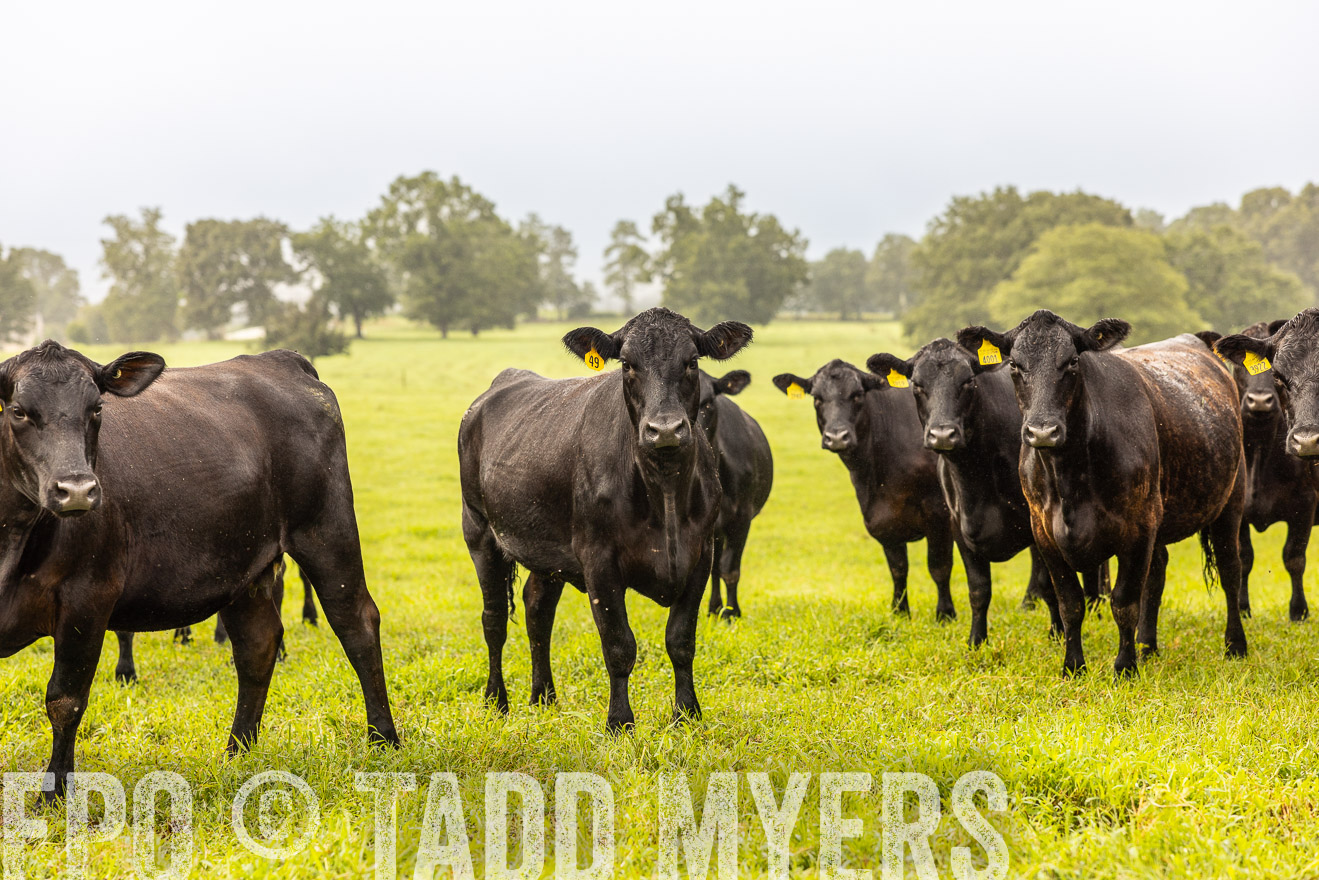 TMyers_PP_SleepyCreekFarm_Forsyth_July2024-516151