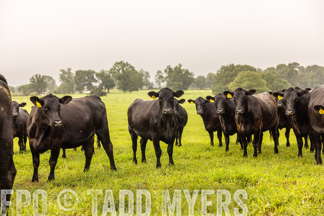 TMyers_PP_SleepyCreekFarm_Forsyth_July2024-516154