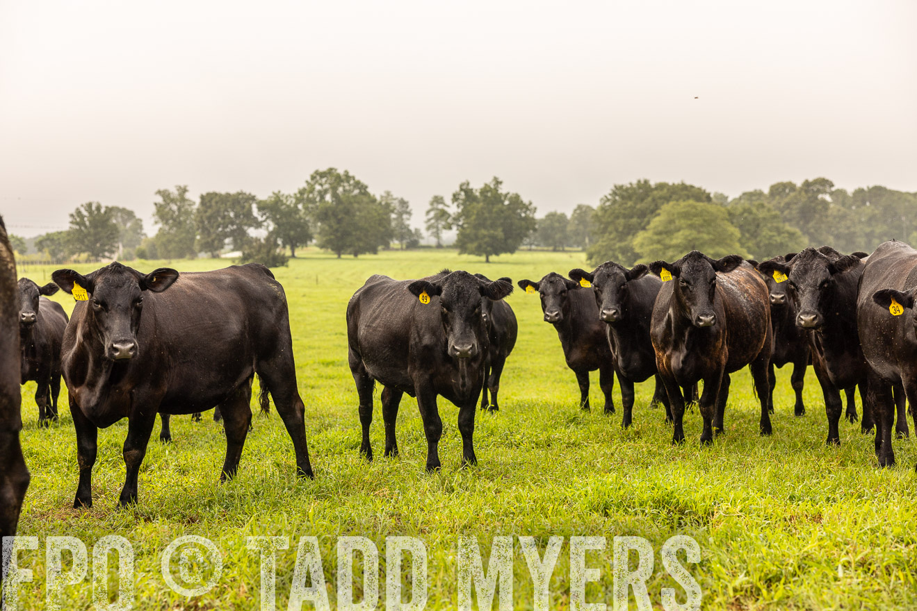 TMyers_PP_SleepyCreekFarm_Forsyth_July2024-516163