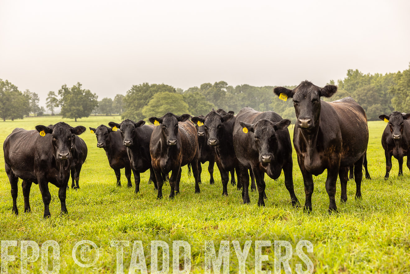 TMyers_PP_SleepyCreekFarm_Forsyth_July2024-516169